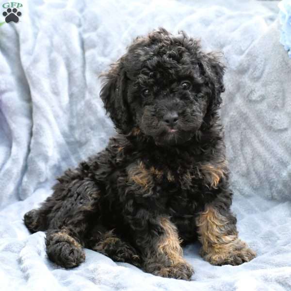 June, Miniature Poodle Puppy